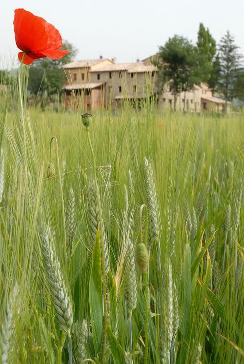 Agriturismo Verziere Villa Fermignano Exterior foto